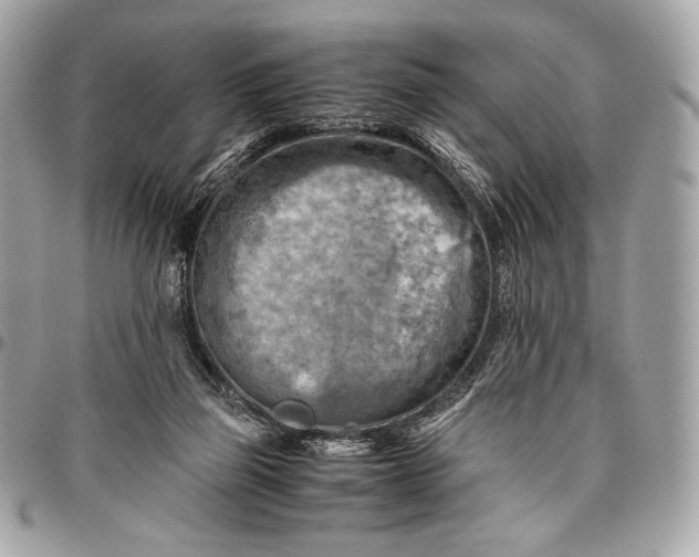 X0000096440165200802071756