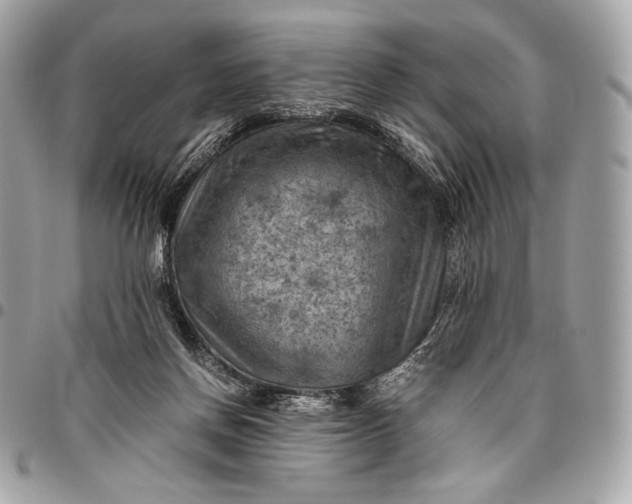 X0000096440166200802071756