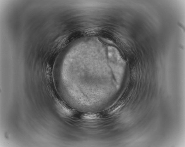 X0000096440181200802071757