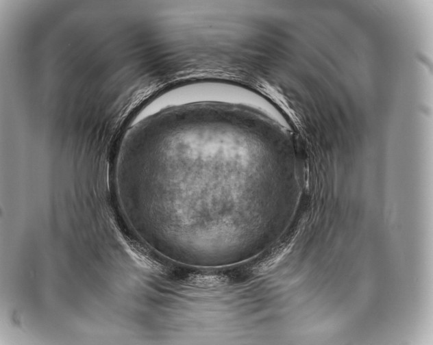 X0000096440205200802071756