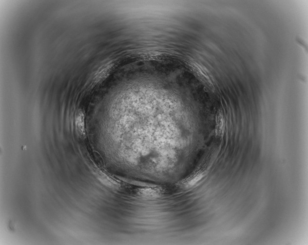 X0000096440238200802071755