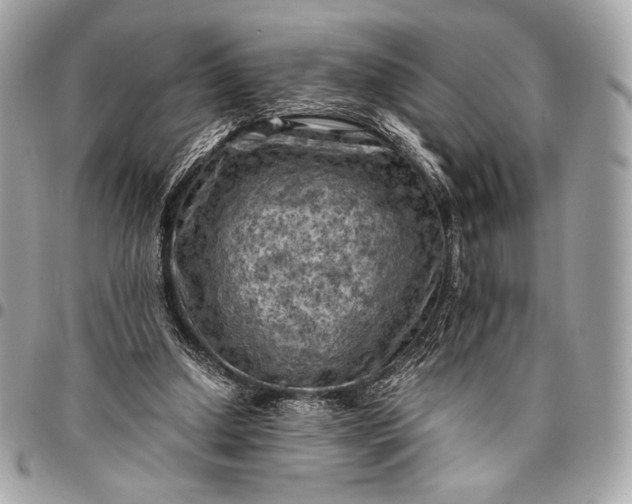 X0000096440250200802071755