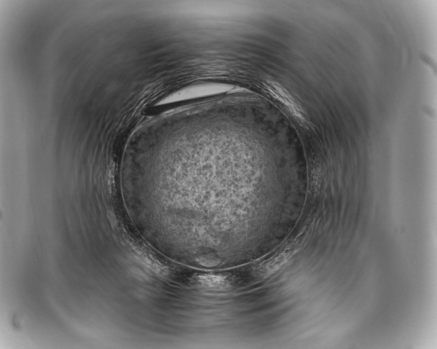 X0000096440265200802071755