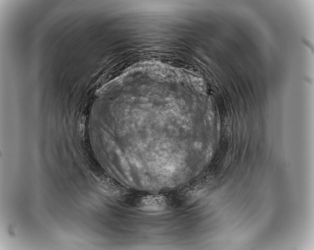 X0000096440271200802071755