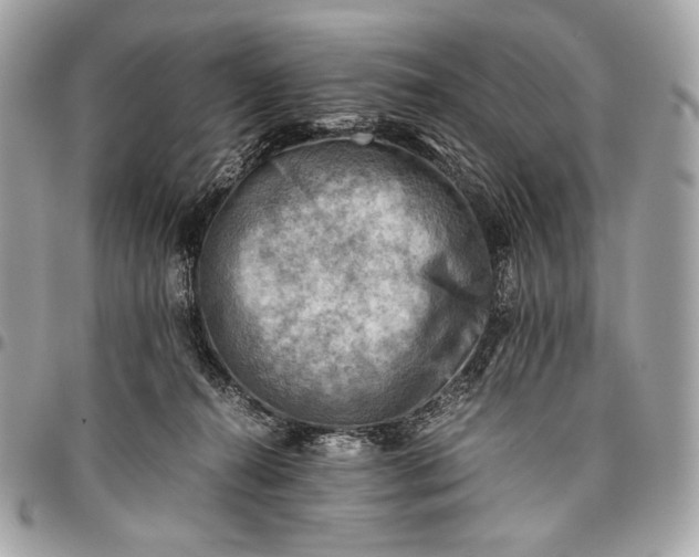 X0000096440272200802071755