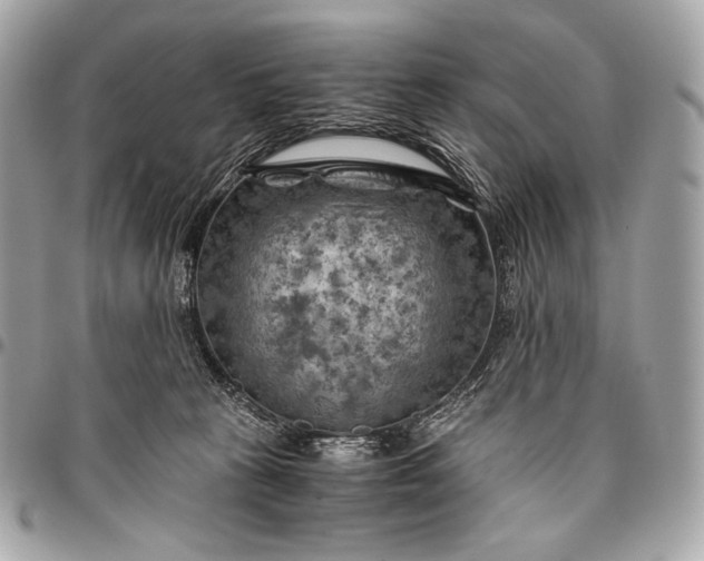 X0000096440273200802071755