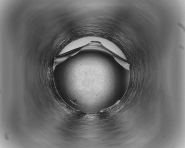 X0000096440280200802071755