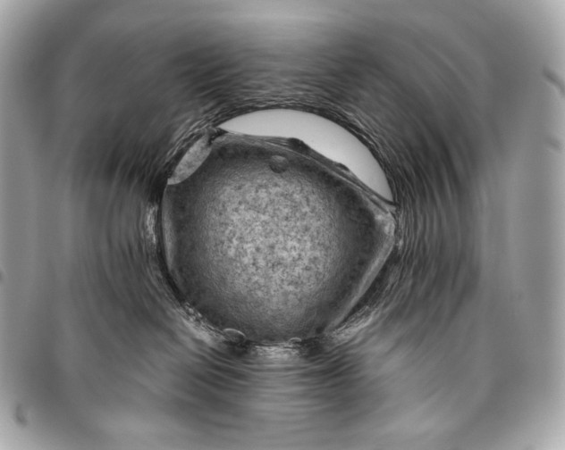 X0000096440286200802071755