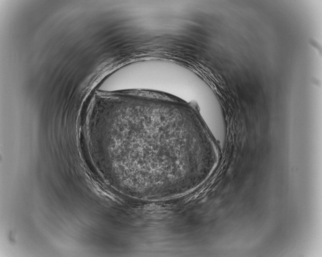 X0000096440290200802071754