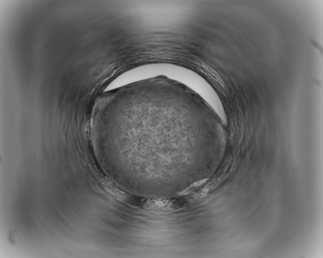 X0000096440329200802071754