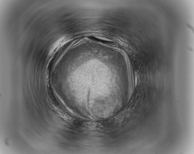 X0000096440339200802071753