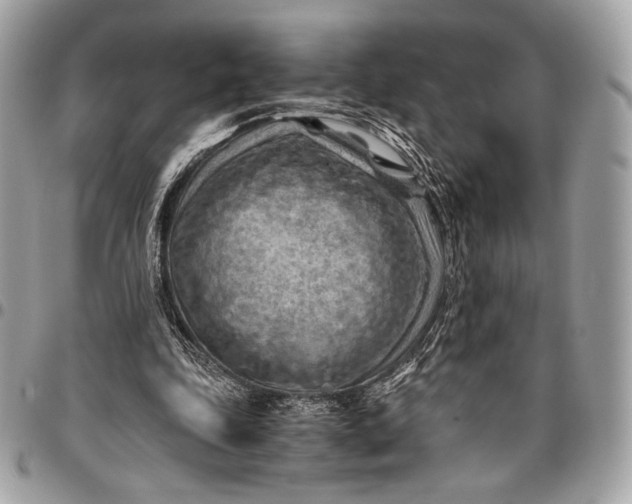 X0000096440343200802071753