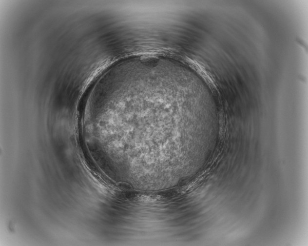 X0000096440346200802071753