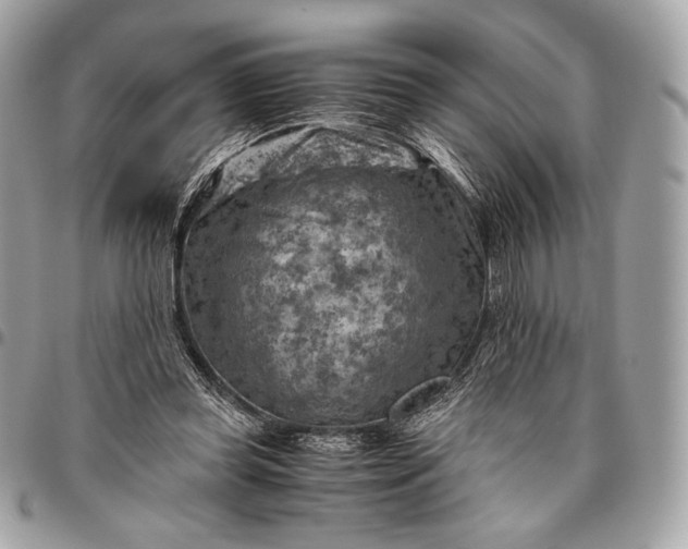 X0000096440349200802071753