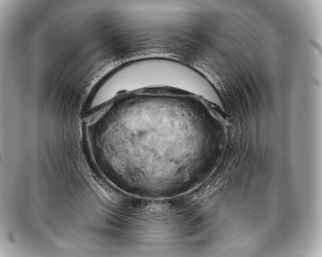 X0000096440350200802071753