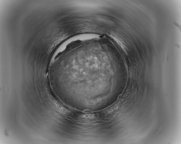 X0000096440353200802071753