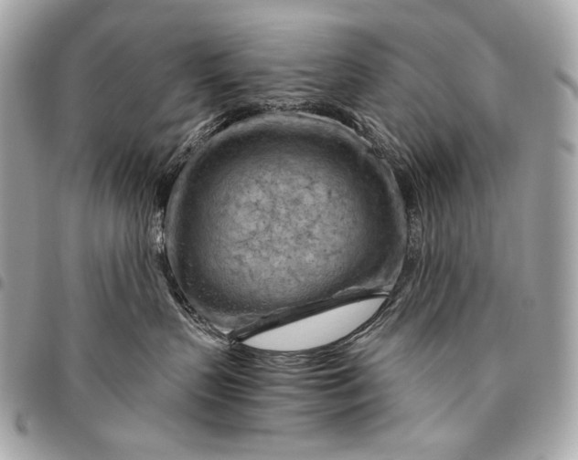 X0000096440383200802071754