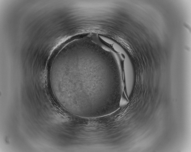 X0000096440388200802071753