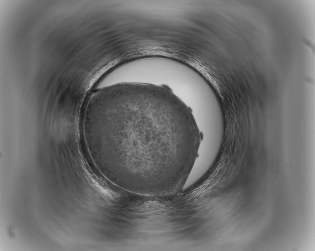 X0000096440390200802071753