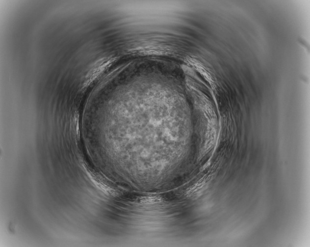 X0000096440398200802071753