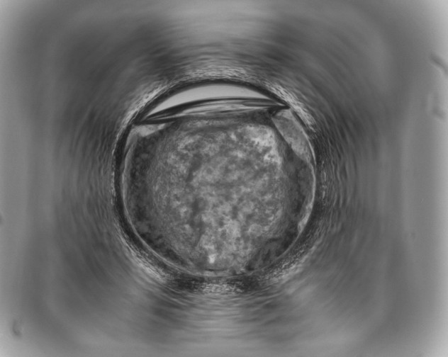 X0000096440399200802071753