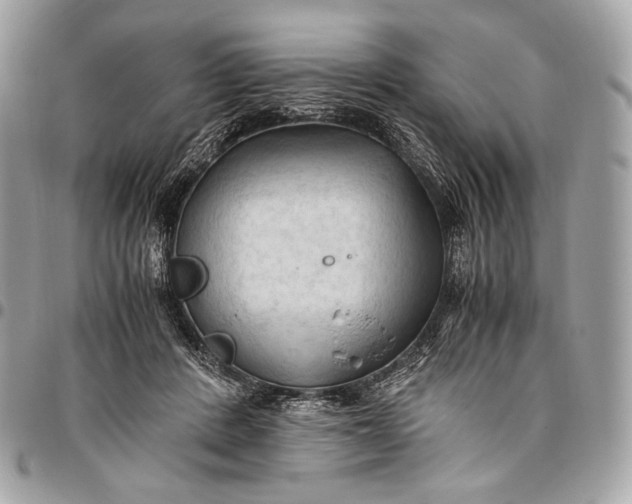 X0000096440408200802071753