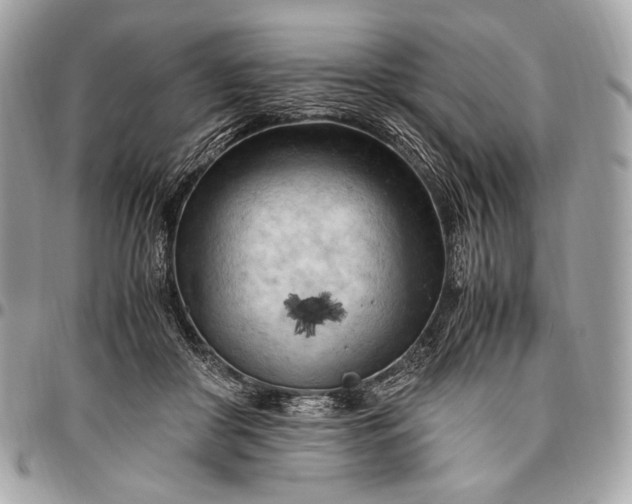 X0000096440410200802071753