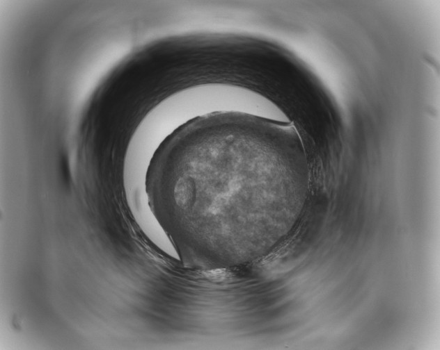 X0000096440431200802071752