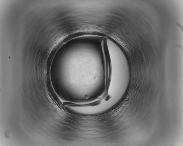 X0000096440440200802071752