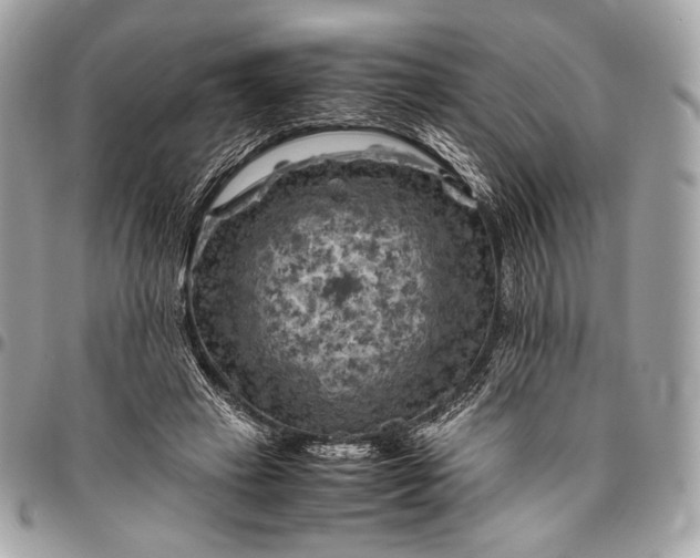 X0000096440449200802071752