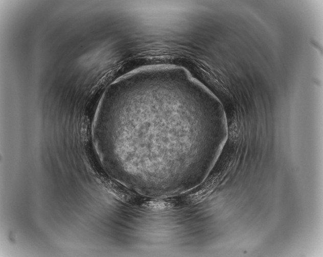 X0000096440464200802071752