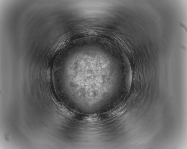 X0000096440466200802071752