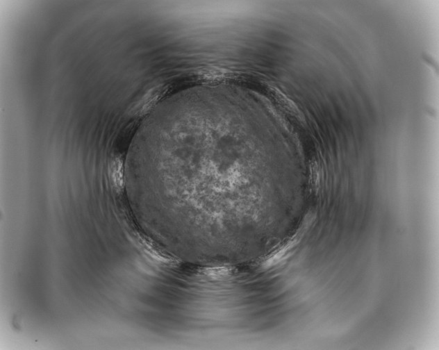 X0000096440479200802071752