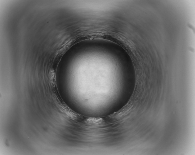 X0000096440480200802071752