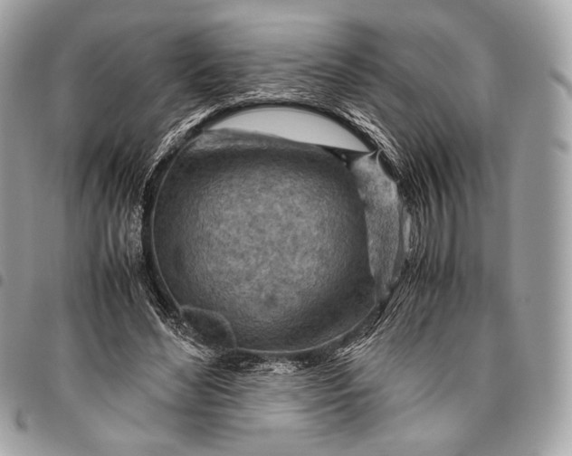 X0000096440492200802071751