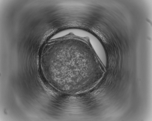 X0000096440494200802071751