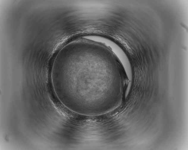 X0000096440496200802071751