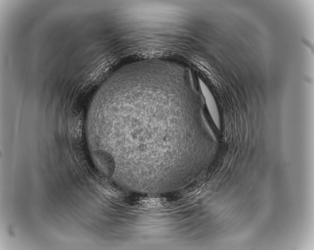 X0000096440499200802071751