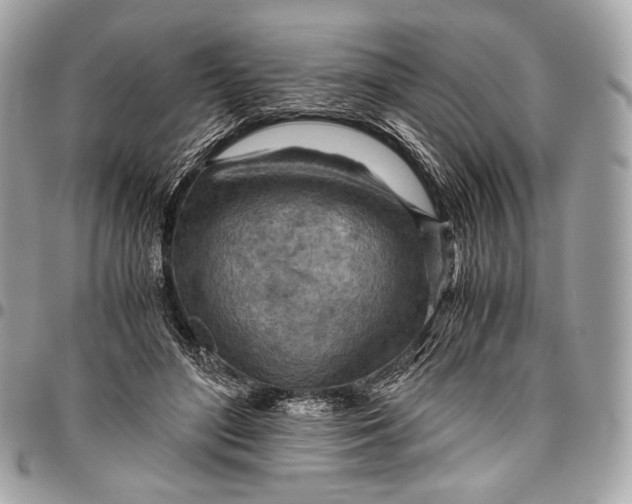 X0000096440500200802071751