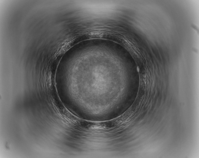 X0000096440504200802071751