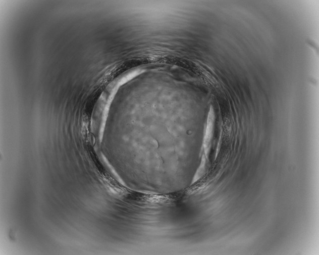 X0000096440527200802071751