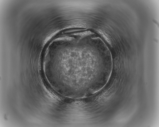 X0000096440536200802071750