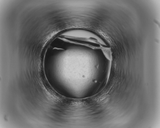 X0000096440540200802071750