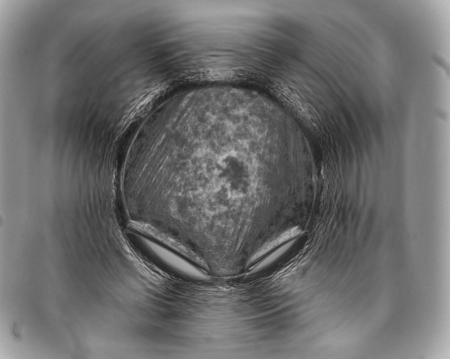 X0000096440542200802071750