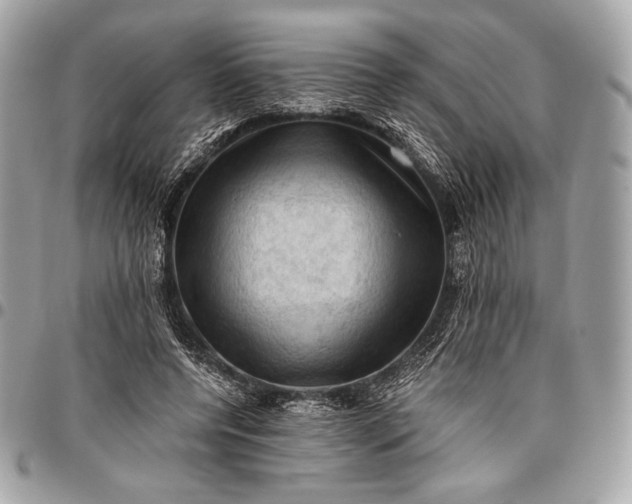 X0000096440544200802071750