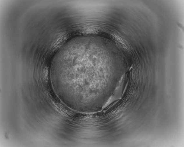 X0000096440550200802071751