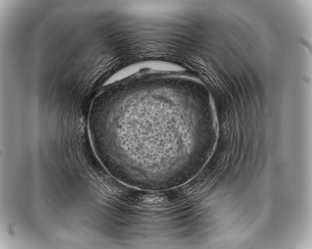 X0000096440555200802071751