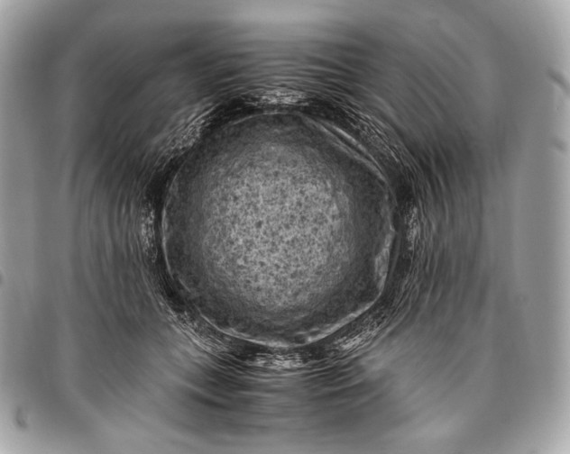 X0000096440559200802071751