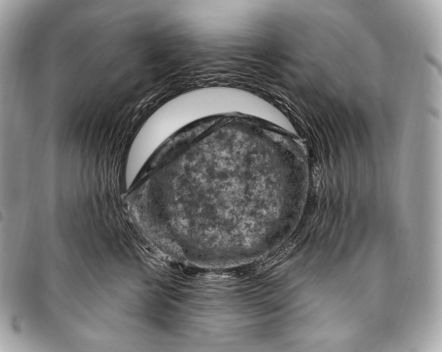 X0000096440570200802071751