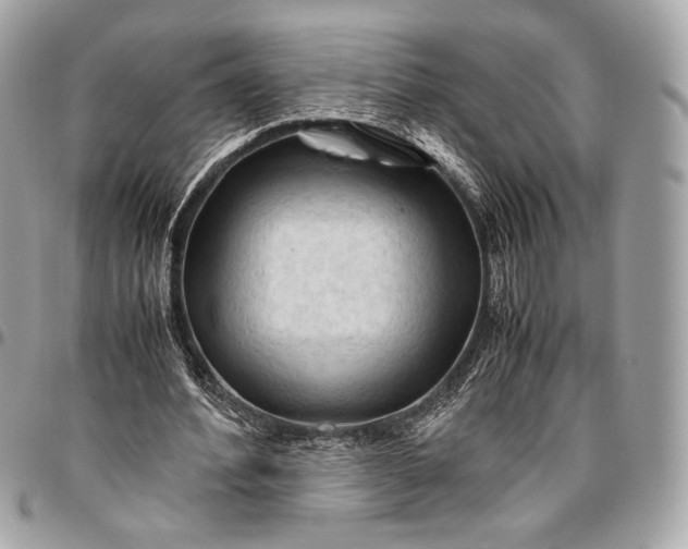 X0000096440580200802071750